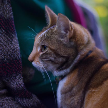 Cat sitting on lap