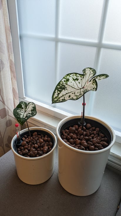 Pink splash caladiums in semihydro LECA pots